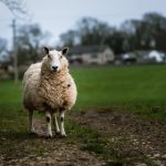 国产重口老太和小伙 b0yhab