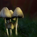 坏老头oldmanvideos:探索那些让人捧腹的搞笑老头视频合集 hpnm3t8r8v