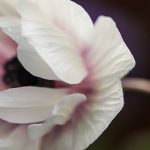 包子漫画官方 漫画:探索包子漫画的精彩世界与创作背后故事 tokqezon