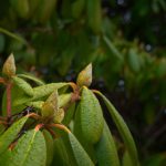 探索Naruhina同人志的魅力与创作之旅 5z27y5